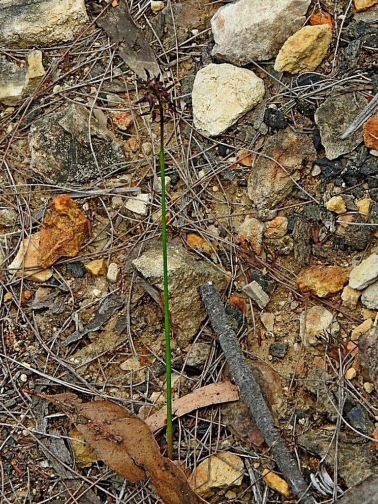 Genoplesium rhyoliticum