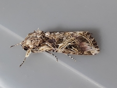 Spodoptera cosmioides