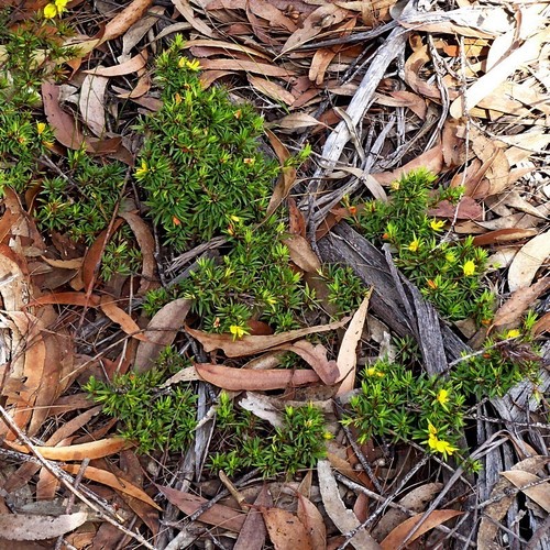 Image of Pultenaea villifera by (c) Max Campbell, some rights reserved (CC BY)