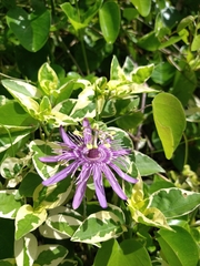 Passiflora subrotunda