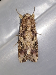 Spodoptera cosmioides
