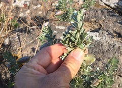 Podalyria sericea