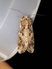 Spodoptera cosmioides