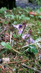 Soldanella montana