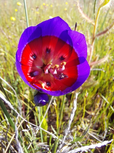 Geissorhiza radians