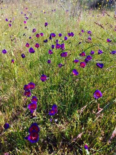 Geissorhiza radians
