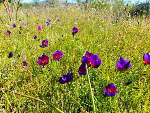 Geissorhiza radians