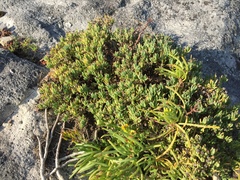 Lampranthus vernalis