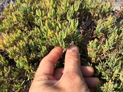Lampranthus vernalis