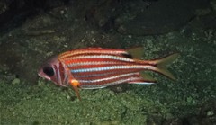 Sargocentron rubrum