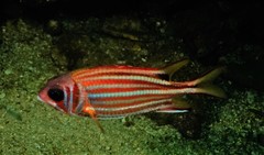 Sargocentron rubrum