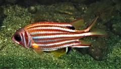 Sargocentron rubrum