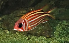 Sargocentron rubrum