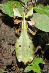 Pulchriphyllium bioculatum