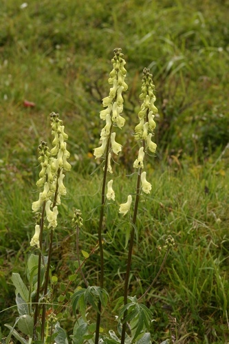 Aconitum krylovii