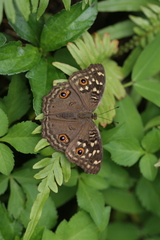 Junonia lemonias