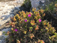 Oscularia vredenburgensis