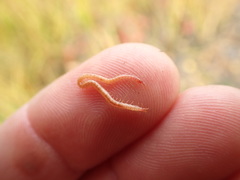 Strigamia chionophila