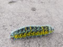 Copaxa multifenestrata