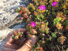 Oscularia vredenburgensis