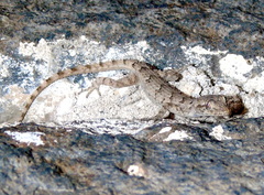 Mediodactylus
