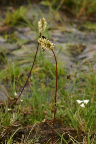 intermediate burnet (Sanguisorba azovtsevii)