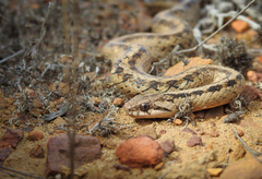 Galvarinus chilensis