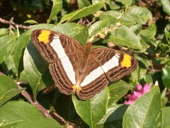 Adelpha basiloides