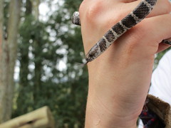 Dipsas ventrimaculata