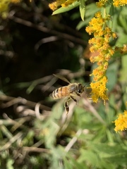 Apis mellifera
