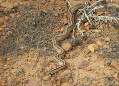 Galvarinus chilensis
