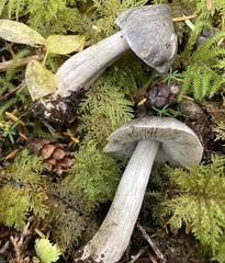 Tricholoma virgatum