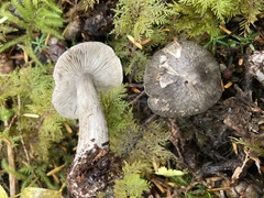Tricholoma virgatum