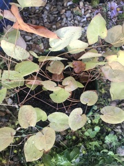 Epimedium