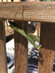 Stagmomantis limbata