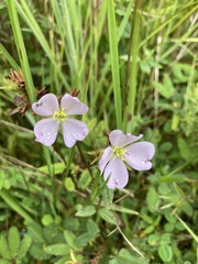 Pterolepis glomerata