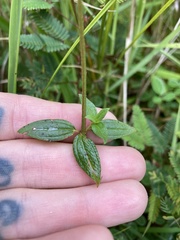 Pterolepis glomerata