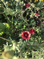 Potentilla thurberi