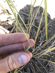 Elymus trachycaulus