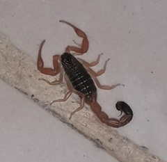 Rhopalurus