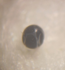 Pharmacis aemilianus