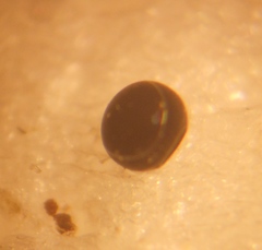 Pharmacis aemilianus