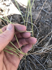 Elymus trachycaulus