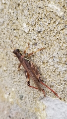 Melanoplus sanguinipes