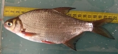 Blicca bjoerkna
