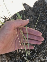 Elymus trachycaulus