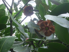 Clusia grandiflora