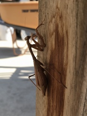Stagmomantis limbata