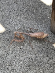 Stagmomantis limbata