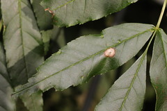 Dasineura fraxinea